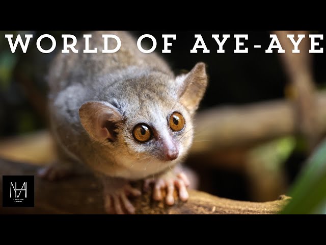 Journey into the World of Aye-Aye: Nature’s Enigma in Madagascar"