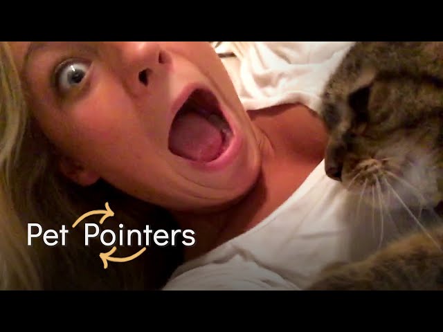 Cat FAQs | Pet Pointers