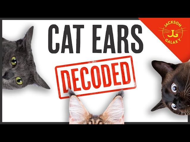 Flattened, Radar, Airplane Ears: What are Your Cat's Ears Trying to Tell You?