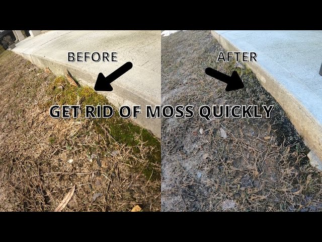 Kill moss in lawn quickly