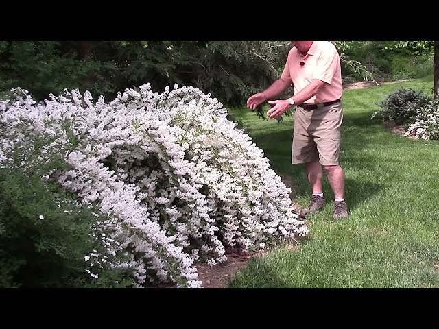 How To Prune Early Flowering Shrubs Like Deutzia 'Nikko'