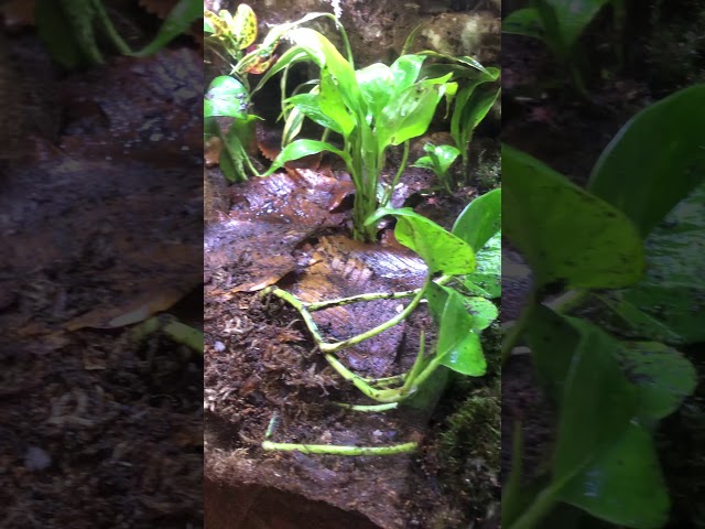 Tiger Salamander Enclosure (Blotched Tigers)
