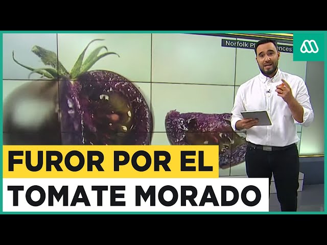 Furor por tomate morado: Se vendió antes de salir al mercado