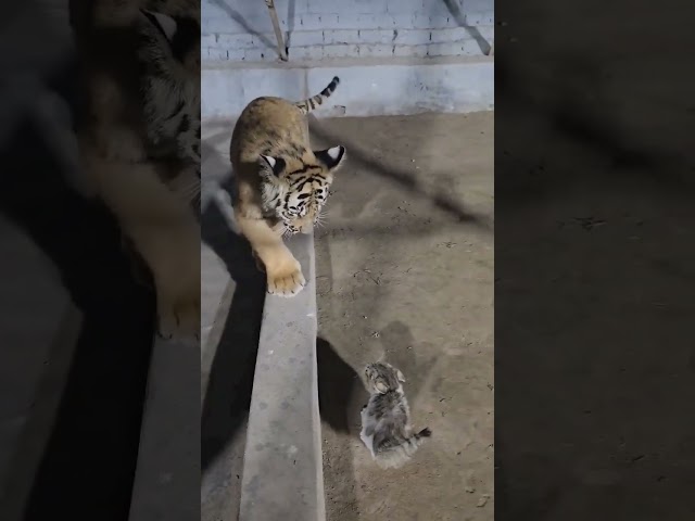 Little Cat Have No Fear Of Tiger #animals ##shorts #viralvideo #viral