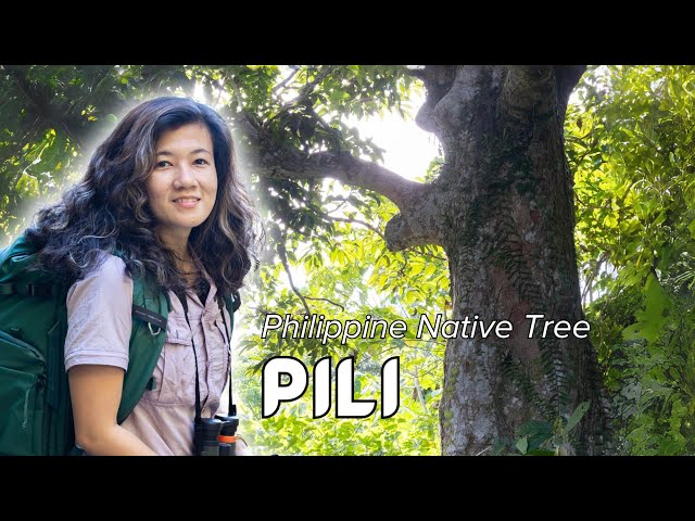 #PhilippineNativeTrees: Pili (𝘊𝘢𝘯𝘢𝘳𝘪𝘶𝘮 𝘰𝘷𝘢𝘵𝘶𝘮)