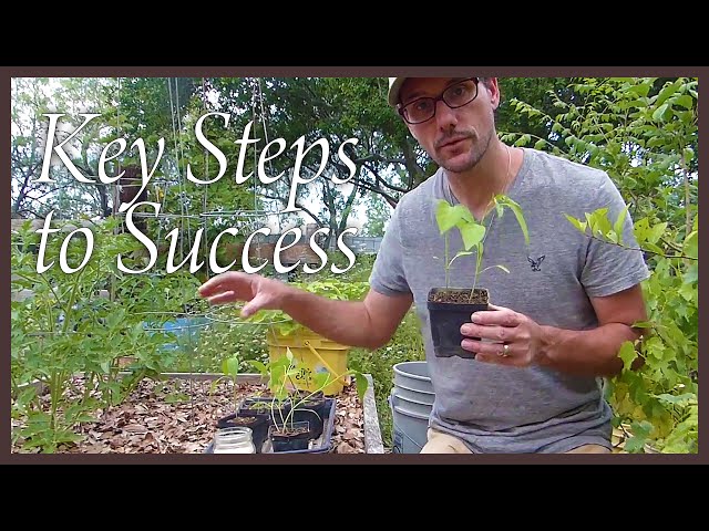 How to Plant Peppers: Key Steps to Success