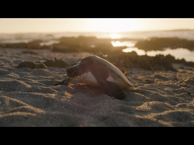 Sony | World of Film | Jacques | Save the Sea Turtles | Hero