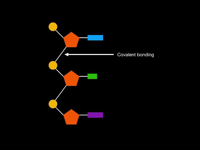 A1.2.3 Sugar-phosphate bonding as the backbone of DNA and RNA
