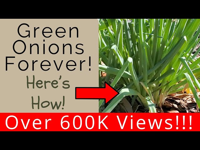 Keep green onions multiplying and you'll never have to buy green onions again