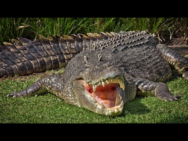 Das größte Krokodil der Erde!