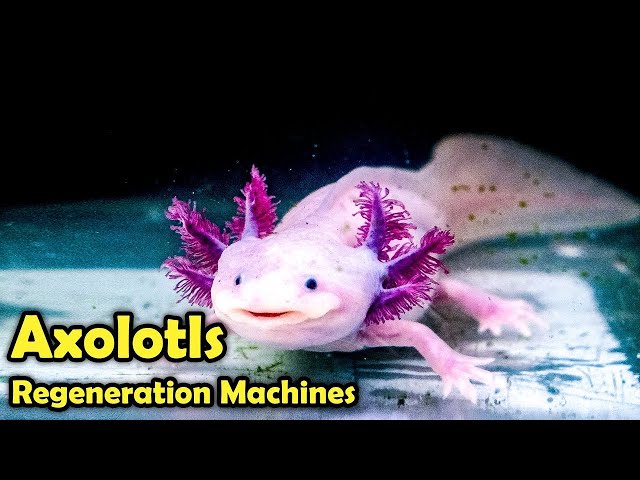 What is a Axolotl -  Incredible facts about Axolotls!