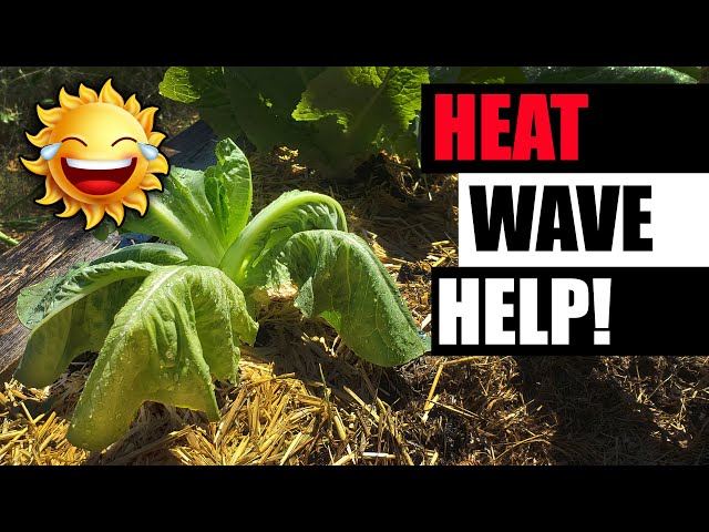 Heat Waves: 8 Ways To Protect Your Plants
