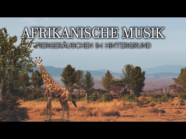 Afrikanische ethnische Entspannungsmusik im Safari-Stil mit Tiergeräuschen im Hintergrund