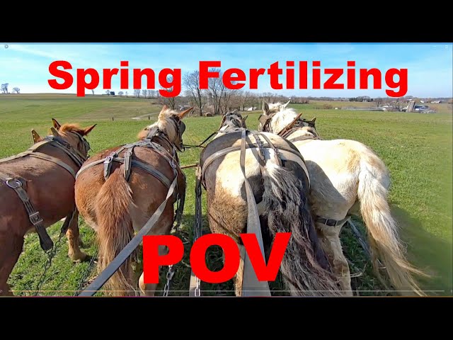 Spring Time Fertilizing With HORSES in AMISH LAND Point of View Lancaster County, Pennsylvania