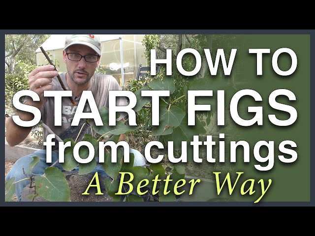 Propagate Figs From Cuttings: A Better Way