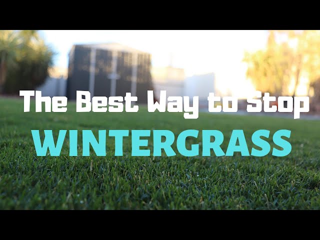 The Best Way to Stop WINTER GRASS
