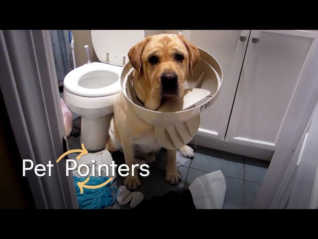 Pet Proofing Your Home | Pet Pointers