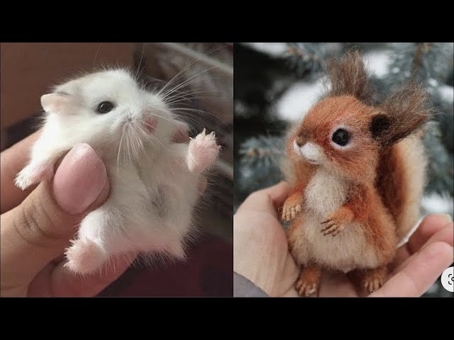 Cute baby animals Videos Compilation Cute moment of the animals!