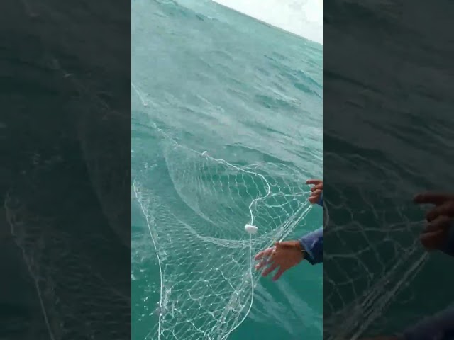 jogamos a rede no mar em busca dos peixes furão