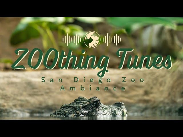 Turtles and Fish Ambiance to Relax/Study To | San Diego Zoo ZOOthing Tunes LoFi