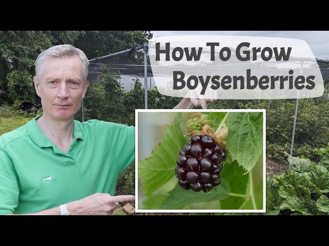 How To Grow Boysenberries  - Boysenberries Are A Raspberry Blackberry Cross With A Superb Flavour
