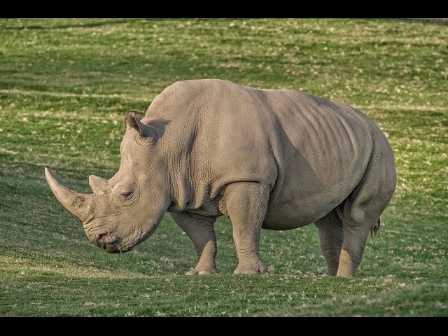 San Diego Zoo Kids - Rhino Crash Course