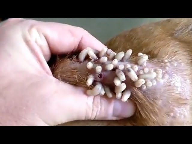 Worms Coming out of Animals