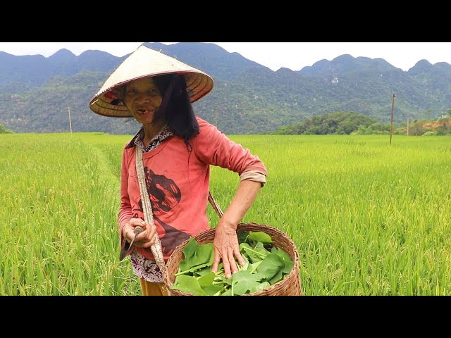 Tai Girl Invites me to her Village Life Inside the Rice Terraces of Vietnam 🇻🇳