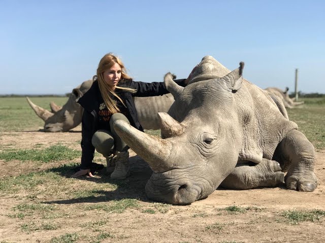 THE LAST TWO NORTHERN WHITE RHINOS IN THE WORLD