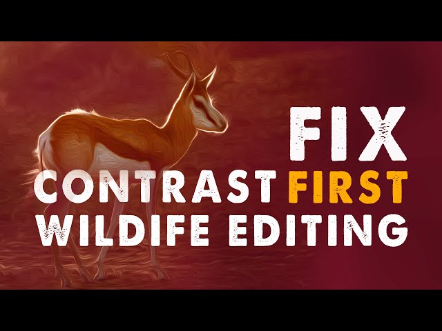 WILDLIFE PHOTO EDITING IN LIGHTROOM | CONTRAST BEFORE COLOUR