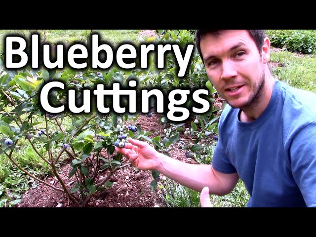 How to Root Blueberry Bushes from Cuttings | Propagating Softwood Cuttings of Blueberry Plants