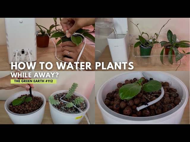 #112 : How to Keep your Plants Watered while on Vacation? | GrowCube - A Smart Watering Kit