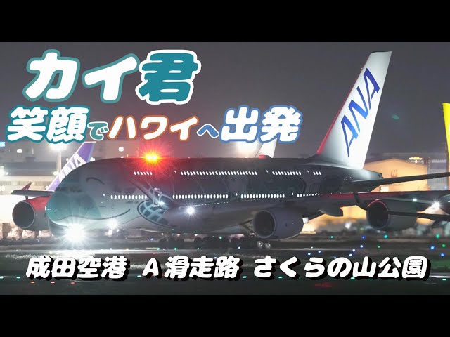 【4K】成田空港 さくらの山公園 全日空 超巨大旅客機 フライング・ホヌ カイ君 笑顔でハワイへ離陸