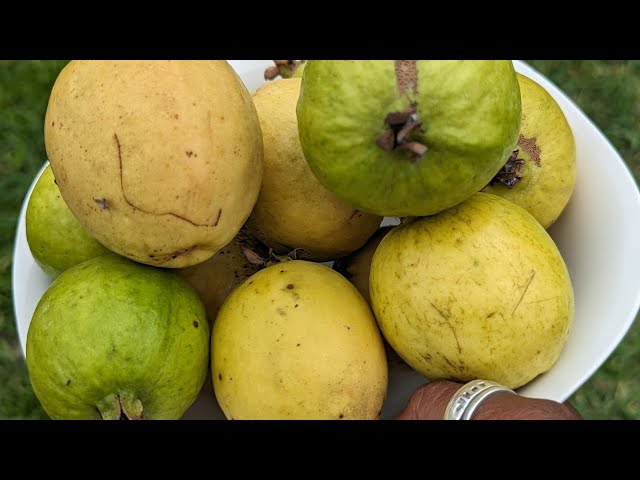 Food abundance  -Mexican guava harvest