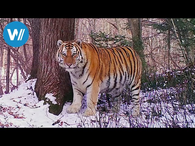 Sibirien - Im Reich des Amur-Tigers (360° - GEO Reportage)