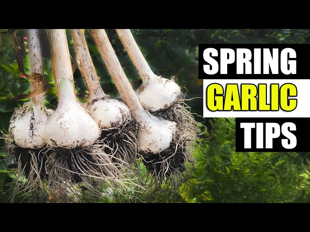 Garlic Growing Tips For 2023