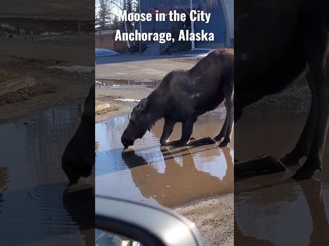 Moose in the City | Anchorage Alaska | Springtime