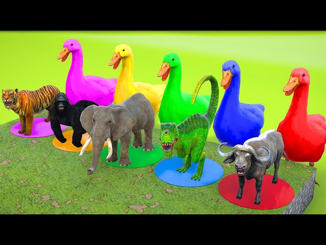 5 Giant Duck Cartoon, Tiger, Cow, Elephant, Gorilla, Paint Wild Animals Crossing Fountain Animation