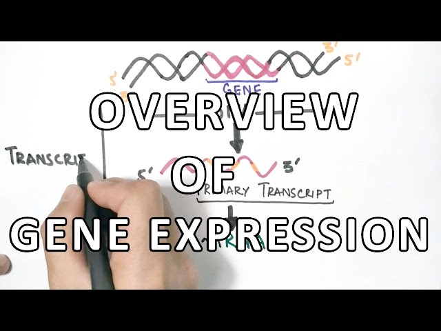 Overview of Gene Expression | Oculocutaneous Albinism Type 2