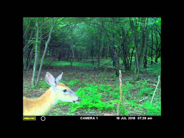 First Pictures off the Game Cameras this year.