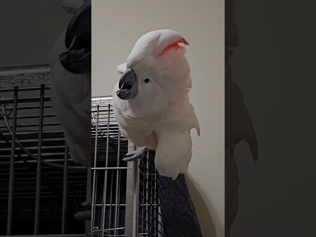 Angry Cockatoo