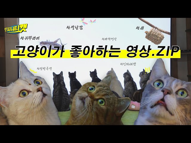캣아이맥스 - 고양이들이 좋아하는 것으로 선별했습니다ㅣ오늘의 상영작: 새, 귀뚜라미, 장난감, 수족관