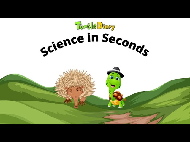What's Unique About an Echidna?  *Science in Seconds*  TurtleDiary.com