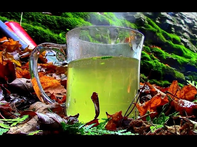 Wild Food Foraging- Eastern White Cedar Tea