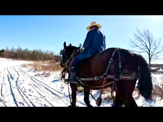 CAN WILLIAM SKID LOGS SINGLE WITH KEN??? // Draft Horse Logging & Farming #614