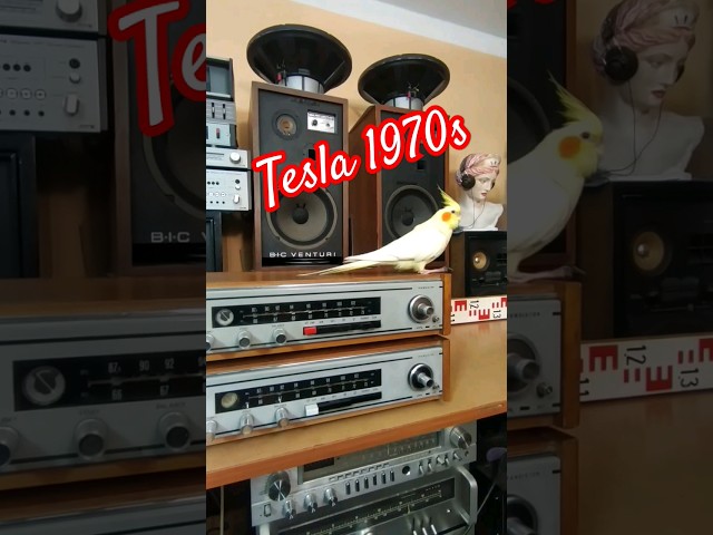#1970s TESLA 632A stereo receiver tuner amplifier testing with a cockatiel bird @Angelicaaudio