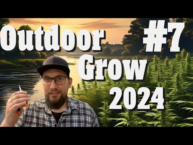 Outdoor Grow 2024: Schnipp Schnapp die Tops kommen ab! (Topping/Beschnitt) | EP 7