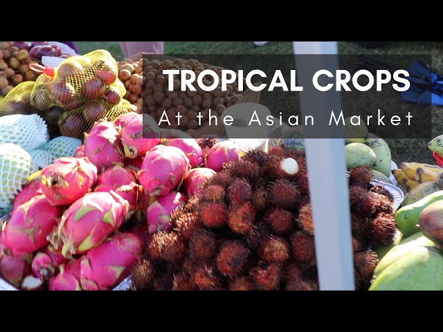 Fresh Coconuts, Cane Juice, Green Papaya Salad & More at the Mustang Market, Part 2