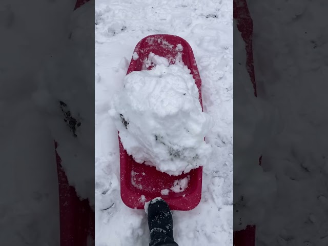 Snowball On Sled