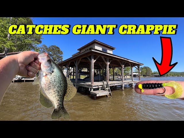 The BEST Crappie Fishing Baits for Dock Shooting